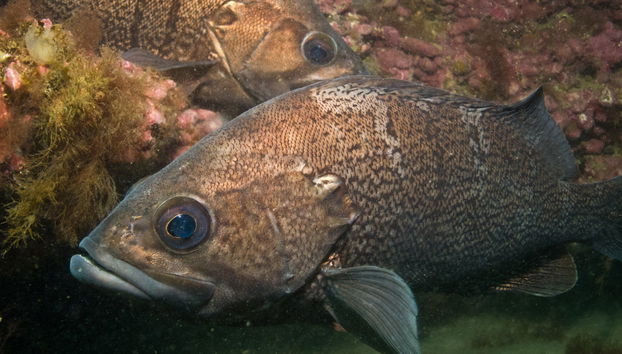 Baptême de plongée à Puerto Madryn - Photo 2