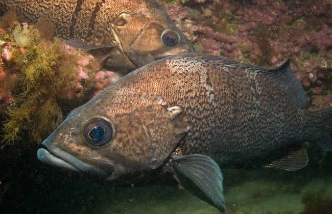Baptême de plongée à Puerto Madryn - Photo 2
