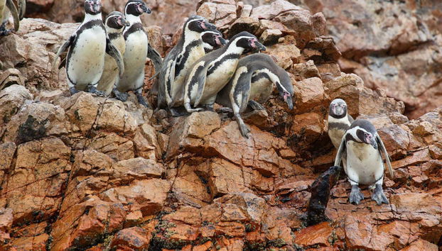 Paracas Private Day Trips - Foto 5