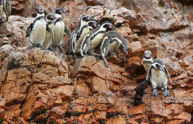 Escursione privata da Paracas - Foto 5