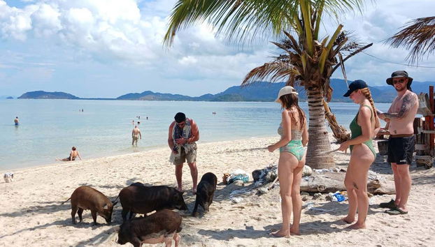 Day Trip to Pig Island - Photo 4