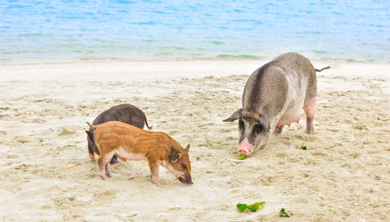 Day Trip to Pig Island - Foto 1