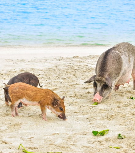 Foto de Day Trip to Pig Island