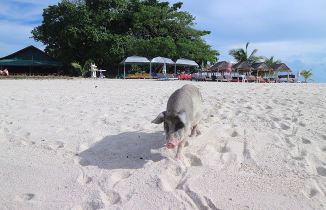 Excursión a la isla de los cerdos y Koh Teand - Foto 3