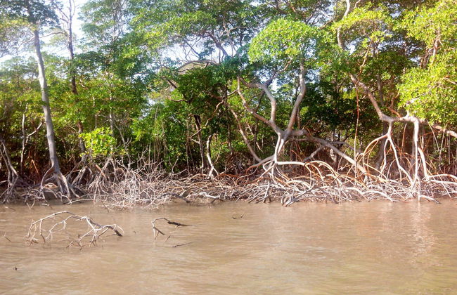 Tour privado de 4x4 pelo Delta do rio Parnaíba - Foto 2