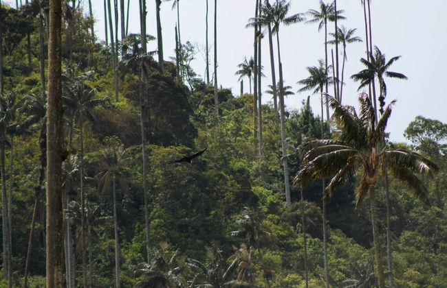 Tour por Salento y Valle de Cocora - Foto 7