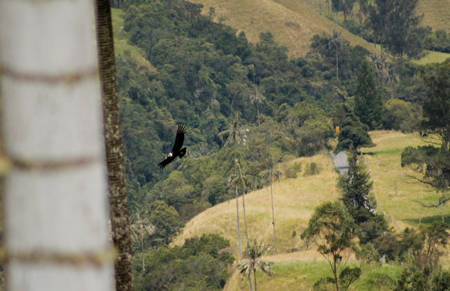 Tour por Salento y Valle de Cocora - Foto 8