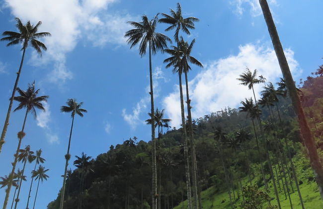 Tour por Salento y Valle de Cocora - Foto 9