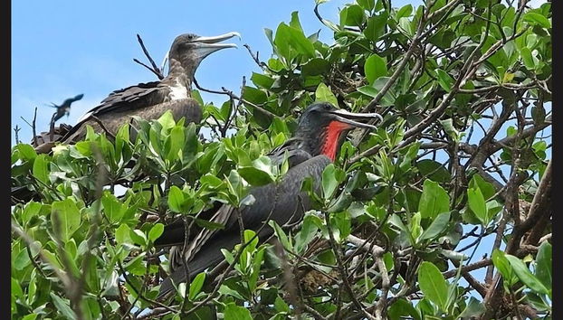 Mangroves of Tumbes Tour - Foto 3