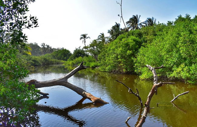 Mangroves of Tumbes Tour - Foto 1