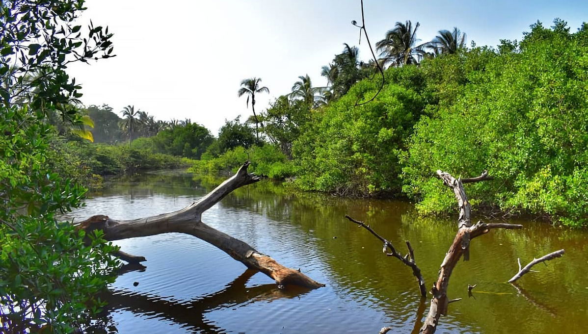 Mangroves of Tumbes Tour - Foto 1
