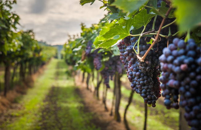 Tour del vino por el Chianti - Foto 4