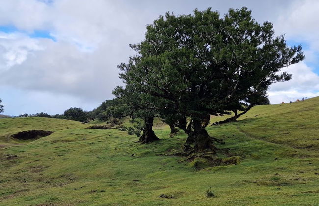Tour panorámico por el oeste de Madeira - Foto 5