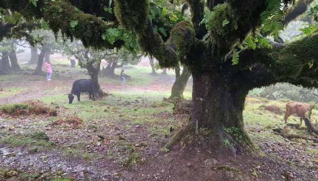 West Madeira Tour - Foto 5