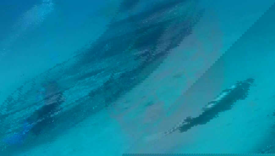 Buceo en los arrecifes de Bohol - Foto 1