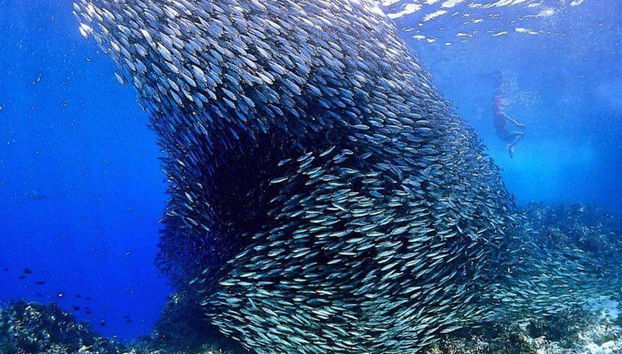 Buceo en los arrecifes de Bohol - Foto 2