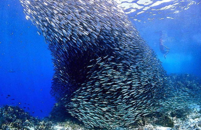 Buceo en los arrecifes de Bohol - Foto 2