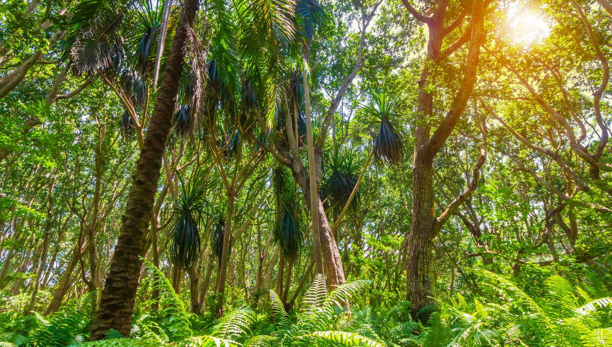 Jozani National Park Tour - Foto 1