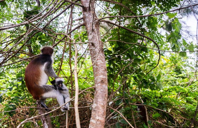 Tour of Jozani National Park - Photo 1