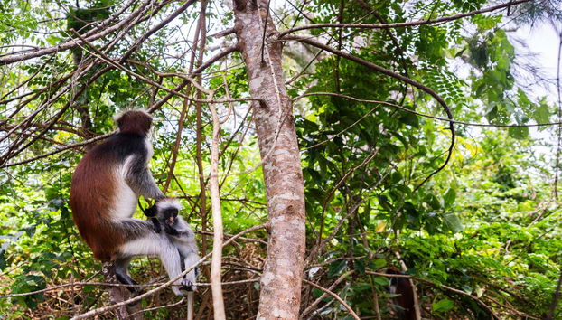 Escursione alla foresta di Jozani - Foto 2