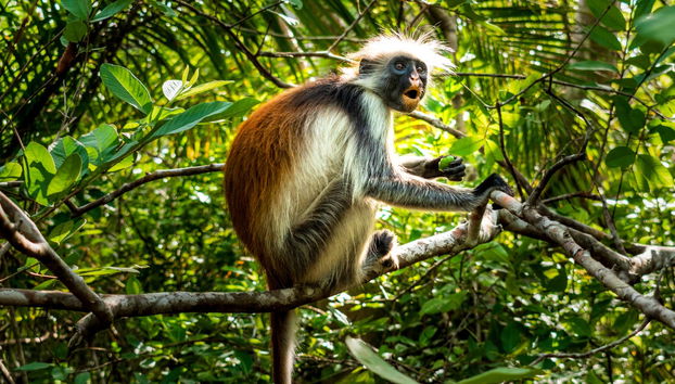 Jozani National Park Tour - Foto 2