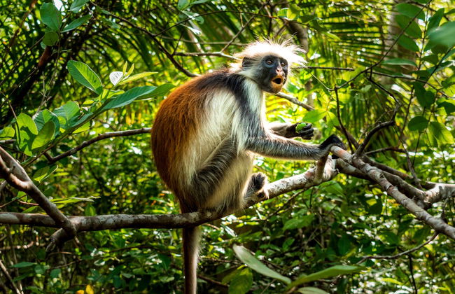 Escursione alla foresta di Jozani - Foto 1