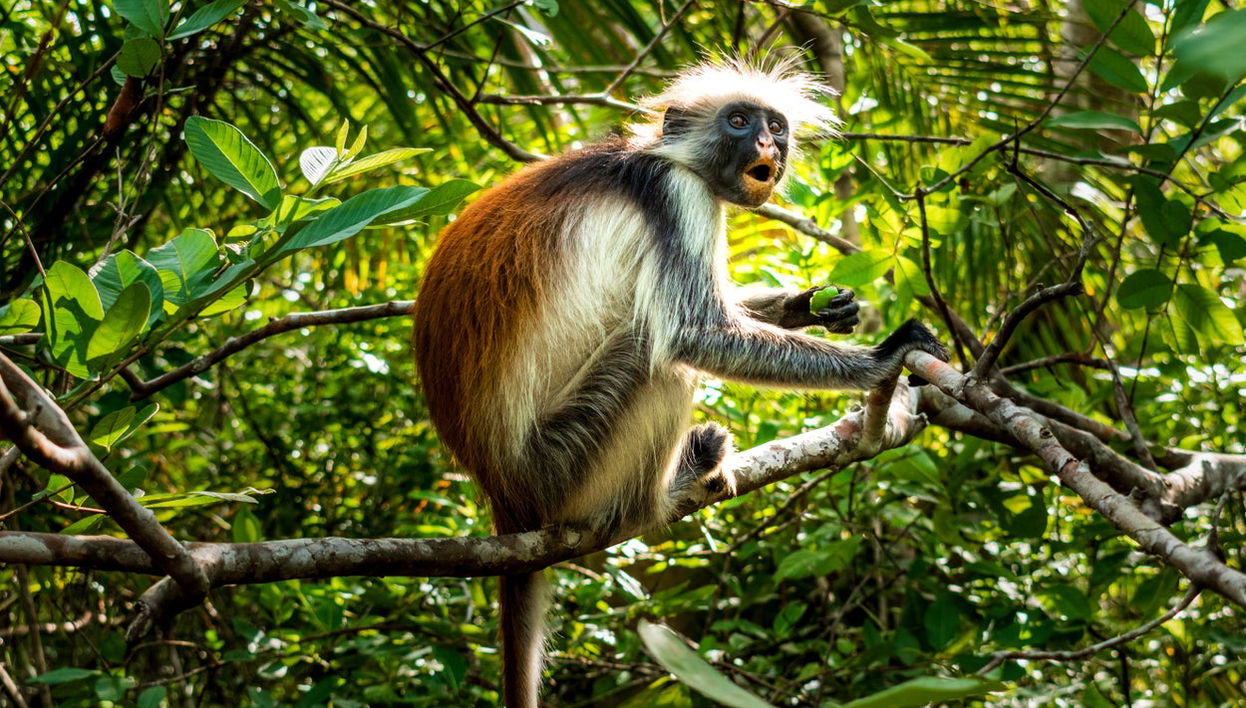 Escursione alla foresta di Jozani - Foto 1