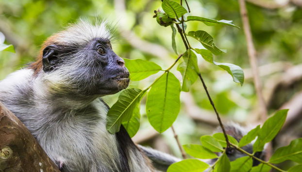 Jozani National Park Tour - Foto 3