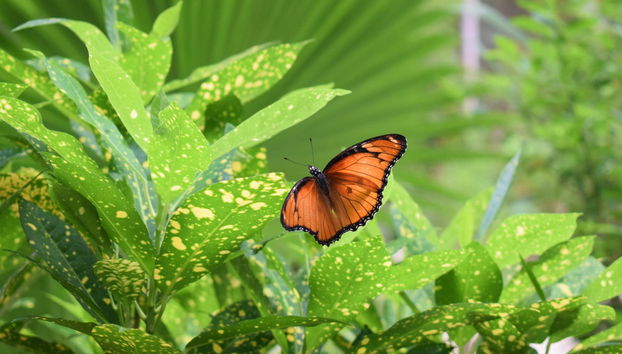 Jozani National Park Tour - Foto 5