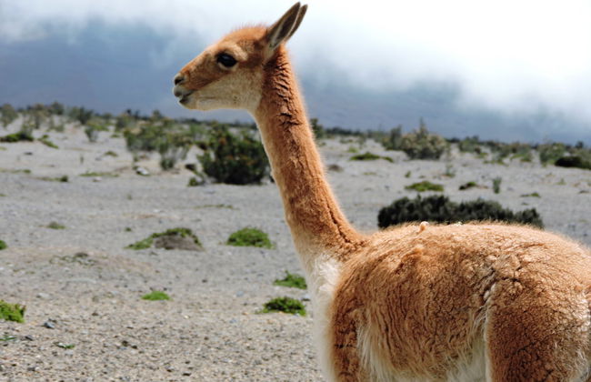 Trek de 2 jours au volcan Chimborazo - Photo 5