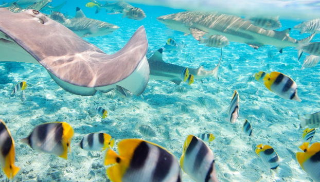 Bora Bora Shark Snorkel Safari - Foto 5