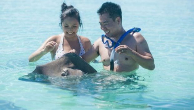 Bora Bora Shark Snorkel Safari - Foto 3