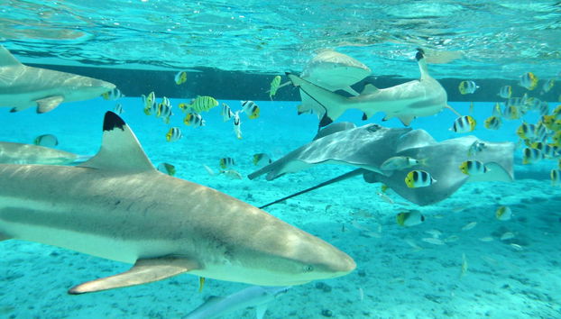 Bora Bora Shark Snorkel Safari - Foto 2