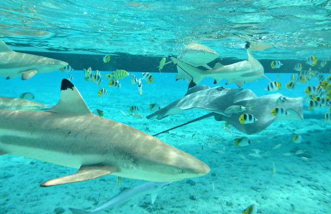 Snorkeling avec des requins et des raies - Photo 2