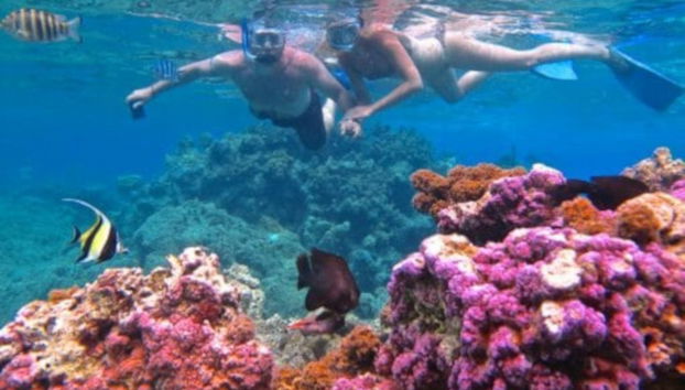 Bora Bora Shark Snorkel Safari - Foto 4