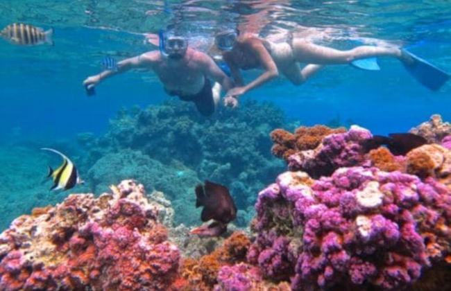 Snorkeling avec des requins et des raies - Photo 4