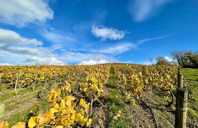 Tour dello champagne a Épernay, Hautvillers e Mareuil-sur-Ay - Foto 10