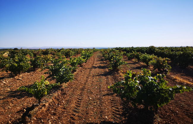 Visita alla cantina Las dos Antiguas - Foto 2