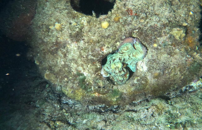Snorkel nocturno en Cozumel - Foto 3
