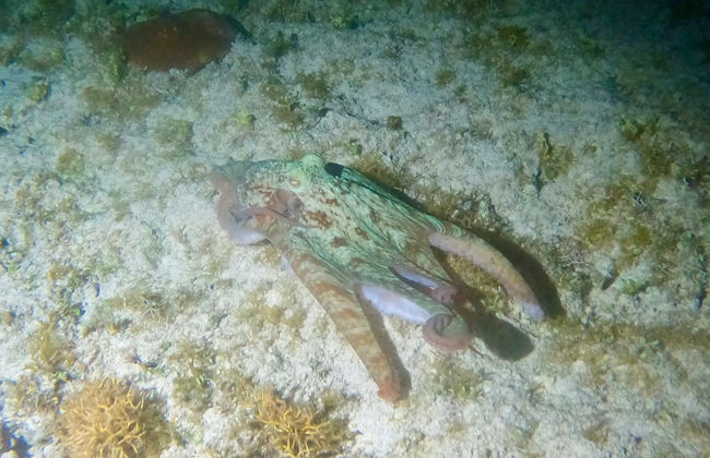 Snorkel nocturno en Cozumel - Foto 5