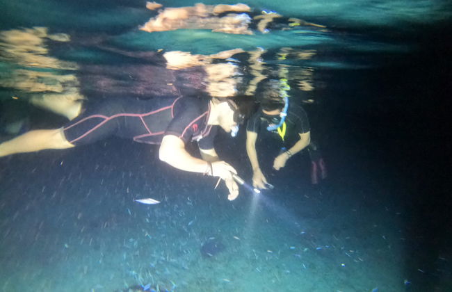 Snorkel nocturno en Cozumel - Foto 7