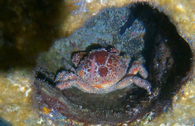 Snorkel nocturno en Cozumel - Foto 2