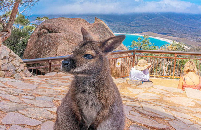 Excursión a Wineglass Bay y Freycinet - Foto 11