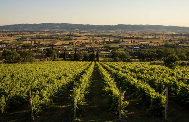 Visita a una cantina con degustazione di formaggio e vino umbro - Foto 4