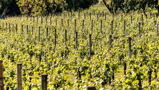 Ruta del chacolí en Bilbao con visita al Museo del Txakoli y degustación - Foto 3