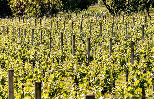 Ruta del chacolí en Bilbao con visita al Museo del Txakoli y degustación - Foto 3