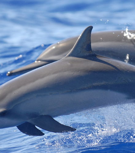 Foto de Paseo en barco por Sataya Reef + Snorkel con delfines