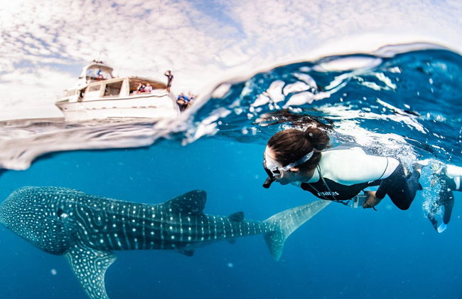 Nado con ballenas jorobadas o tiburones ballena en la Costa de Ningaloo - Foto 5