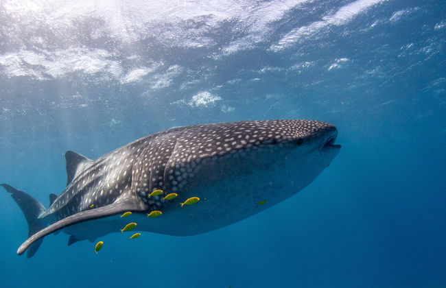 Nado con ballenas jorobadas o tiburones ballena en la Costa de Ningaloo - Foto 3