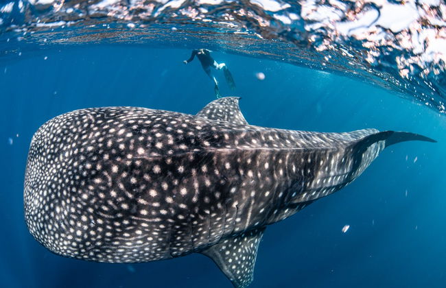Nado con ballenas jorobadas o tiburones ballena en la Costa de Ningaloo - Foto 4